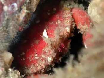 Pygmy Rock Crab