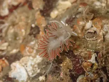 Red Gilled Nudibranch