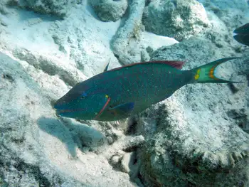 Stoplight Parrotfish