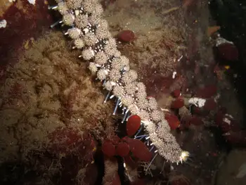 Sea Grapes
