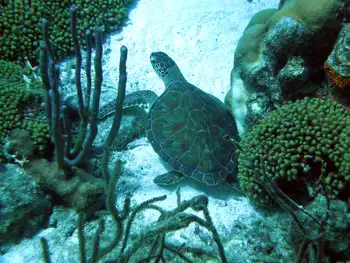 Green Sea Turtle