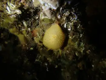 Sandalwood Nudibranch