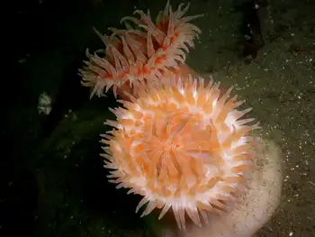 Painted Anemones