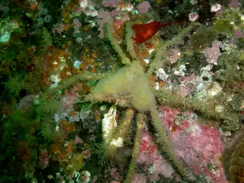 Graceful Decorator Crab