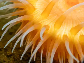 Anemone