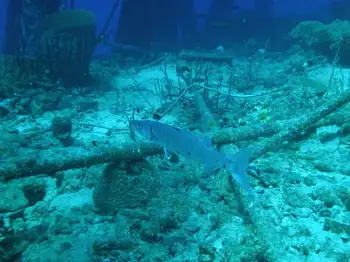 Barracuda