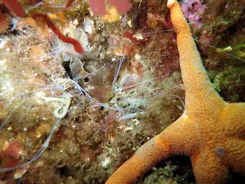 Curlyhead Spaghetti Worm