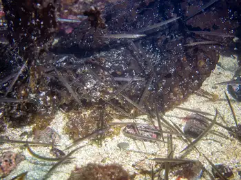 Tubesnout Fish