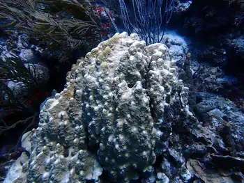 Coral