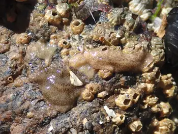 California Flatworms