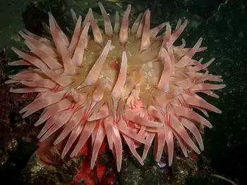 Painted Anemone