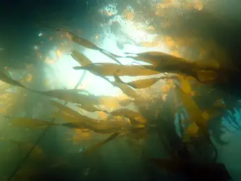 Bull Kelp