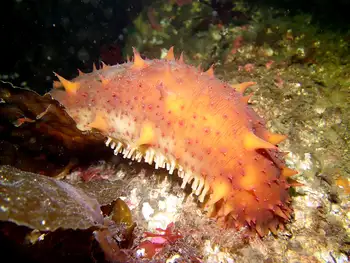 California Sea Cucumber