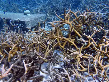 Staghorn Coral