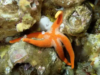 Armpit Blood Star