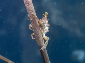 Southern Kelp Crab