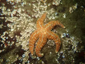 Ochre Star
