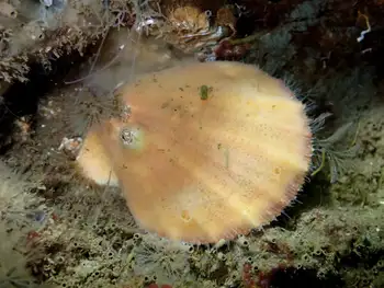 Smooth Pink Scallop