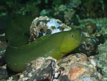 Longfin Gunnel