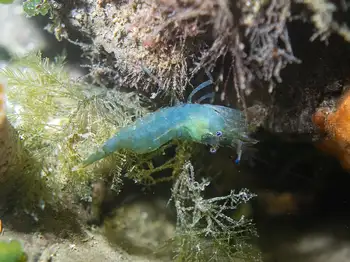 shrimp