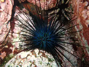 Hatpin Urchin