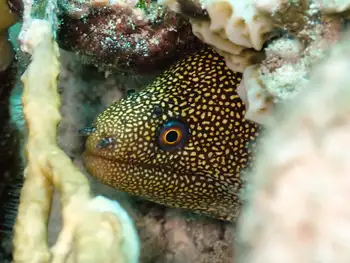 Goldentail Moray Eel