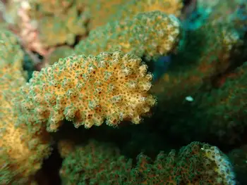Pocillopora Coral
