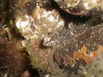 Thornback Sculpin