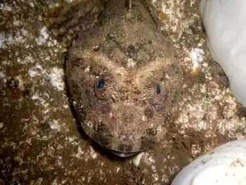 Great Sculpin