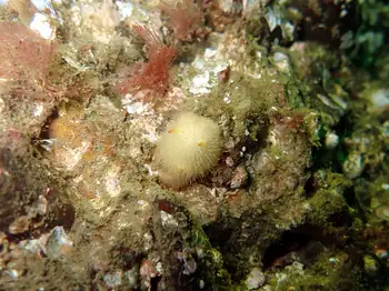 Sandalwood Nudibranch