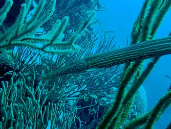 Trumpetfish