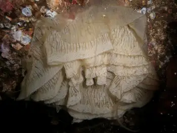 Eggs Nudibranch
