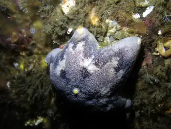 Slime Star