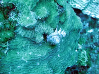 Feather Duster Worm