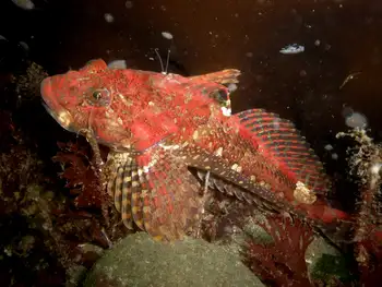 Juvenile Great Sculpin