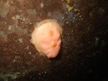 Broadbase Tunicate