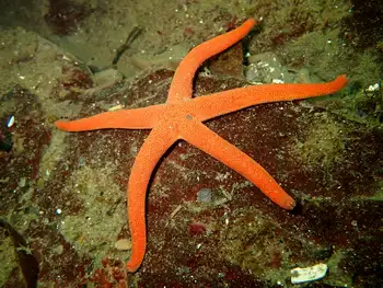 Ridged Blood Star
