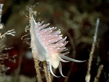 Red Flabellina Nudibranch