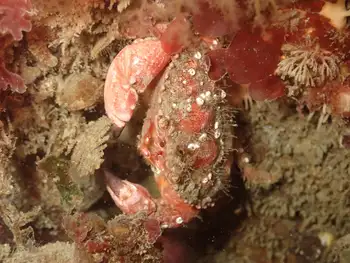 Pygmy Rock Crab
