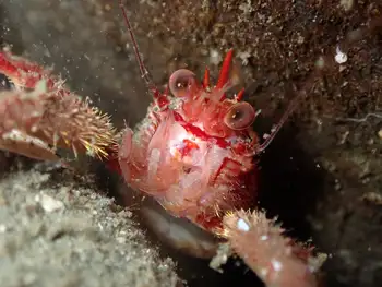 Squat Lobster