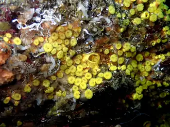 Yellow Boring Sponges