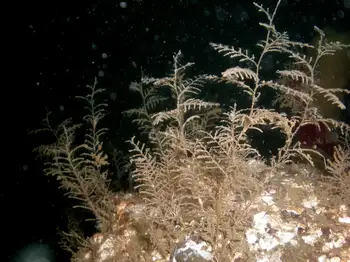 Coarse Sea Fir Hydroids