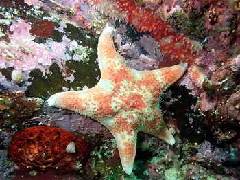 Leather Star