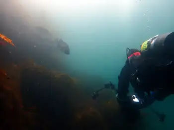 Kelp