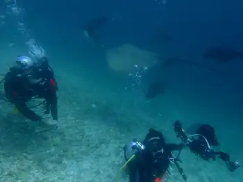 Sting Ray