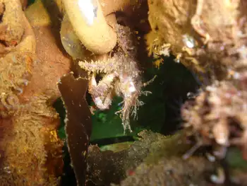 Graceful Decorator Crab