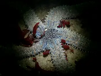 Velcro Star