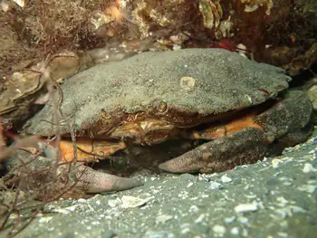 Red Rock Crab