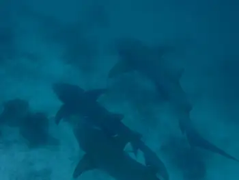 Nurse Sharks