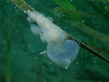 Hooded Nudibranch